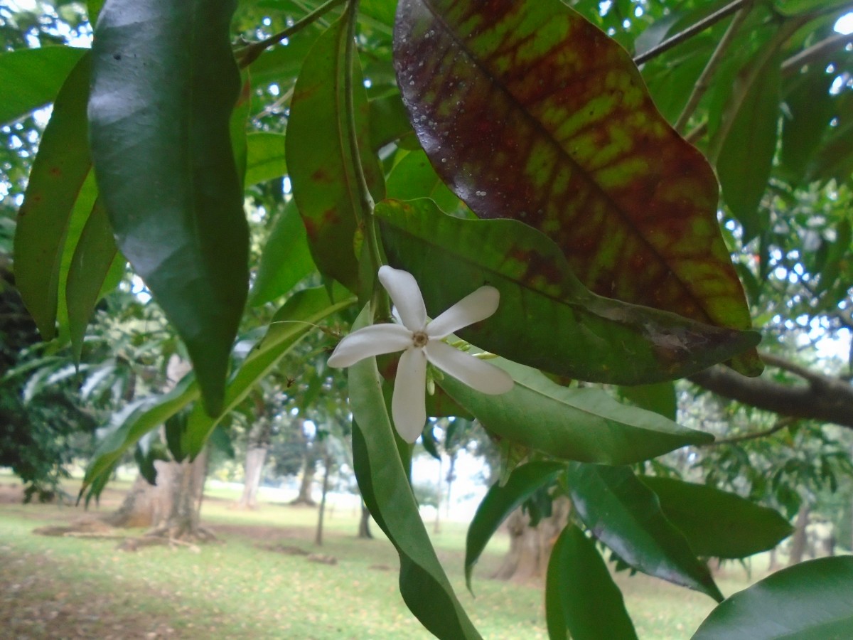 Kopsia flavida Blume